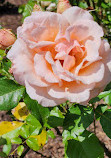 Brookdale Park Rose Garden