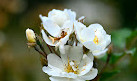 Brookdale Park Rose Garden