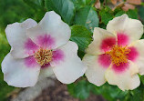 Brookdale Park Rose Garden