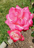 Brookdale Park Rose Garden