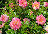 Brookdale Park Rose Garden