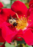 Brookdale Park Rose Garden