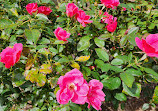 Brookdale Park Rose Garden