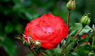 Brookdale Park Rose Garden