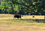 Wildpark Alte Fasanerie