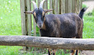 Wildpark Alte Fasanerie