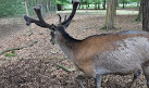 Wildpark Alte Fasanerie