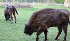 Wildpark Alte Fasanerie