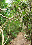 Trilha Parque Lage to Corcovado