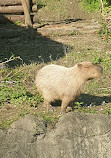 Taipei Zoo