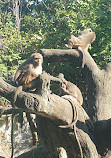 Taipei Zoo