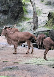 Taipei Zoo