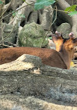 Taipei Zoo