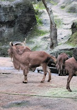 Taipei Zoo