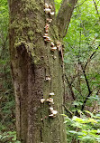 Aldergrove Regional Park