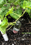 North Fulton Annex Community Garden