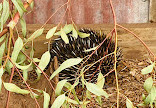 Caversham Wildlife Park