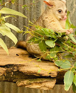 Caversham Wildlife Park