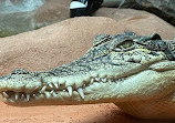 The West Australian Reptile Park