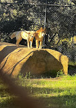 The West Australian Reptile Park