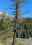 Wapta Falls Main Trail