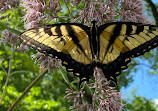 Cleveland Metroparks Hinckley Reservation