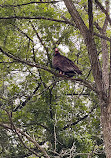 Hinckley Lake Trail Loop