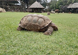 Mount Kenya Wildlife Conservancy