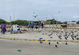 Sea Birds Point