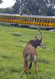 Busch Gardens Tampa Bay