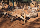 Busch Gardens Tampa Bay