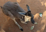 Busch Gardens Tampa Bay