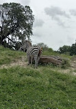 Busch Gardens Tampa Bay