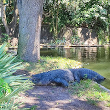 Busch Gardens Tampa Bay