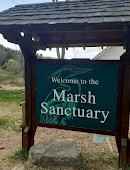 Marsh Sanctuary