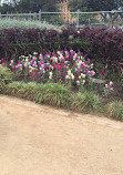 Sandringham Memorial Garden and Fountain