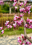 High Park Cherry Blossoms