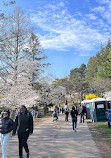 High Park Cherry Blossoms