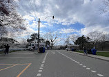 High Park Cherry Blossoms