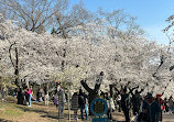 High Park Cherry Blossoms