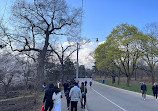 High Park Cherry Blossoms