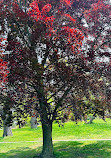 High Park Cherry Blossoms