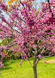 High Park Cherry Blossoms