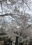 High Park Cherry Blossoms