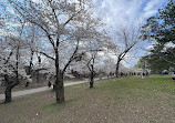 High Park Cherry Blossoms