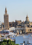 Setas de Sevilla