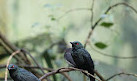 ZooParc de Beauval