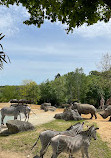 ZooParc de Beauval