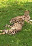 ZooParc de Beauval