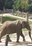 ZooParc de Beauval